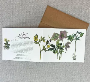 Hellebores Card
