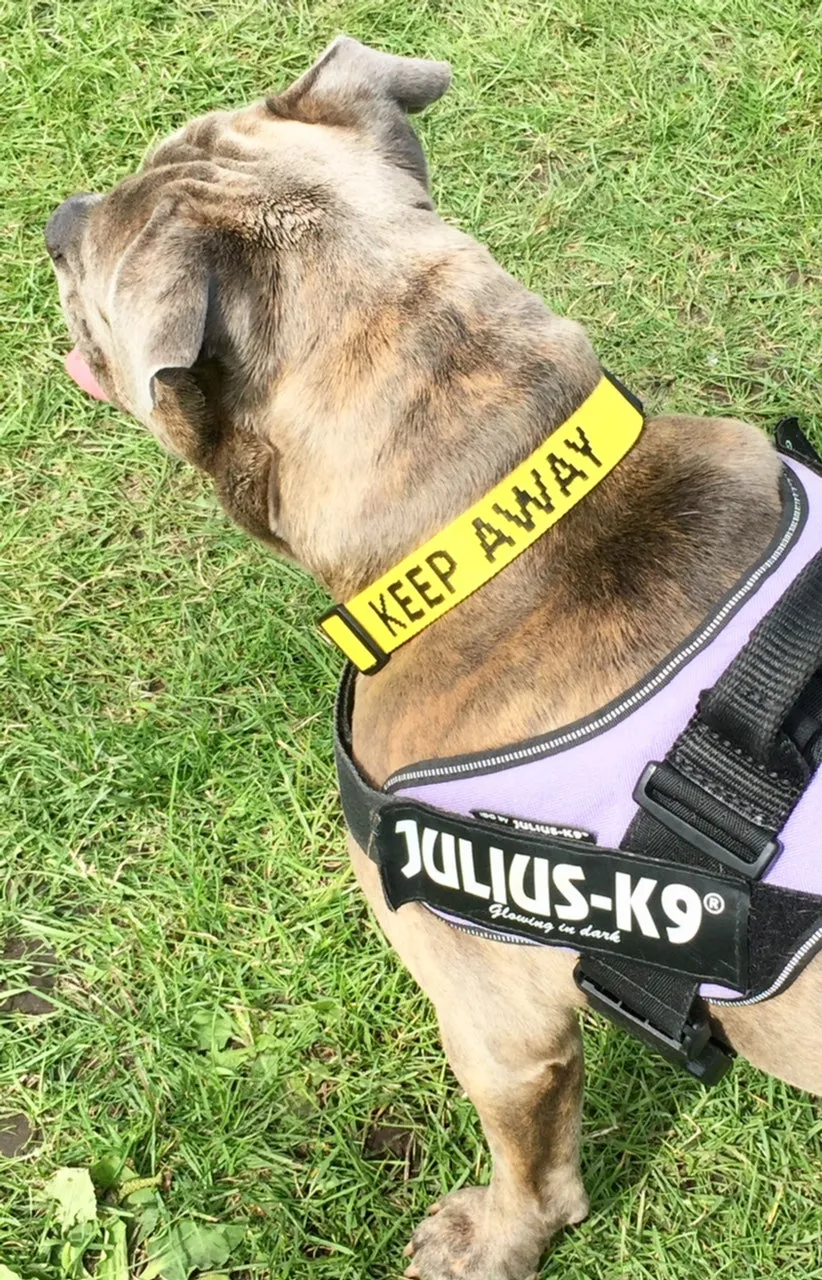 My Anxious Dog Yellow Space Awareness Dog Collar "KEEP AWAY"