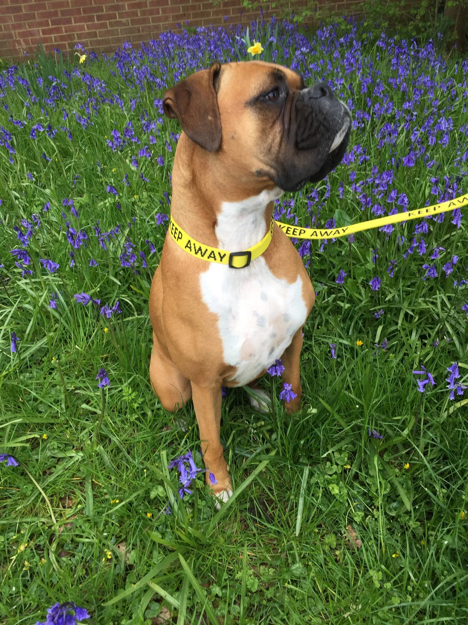My Anxious Dog Yellow Space Awareness Dog Collar "KEEP AWAY"
