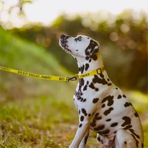 My Anxious Dog Yellow Space Awareness Dog Collar "KEEP AWAY"