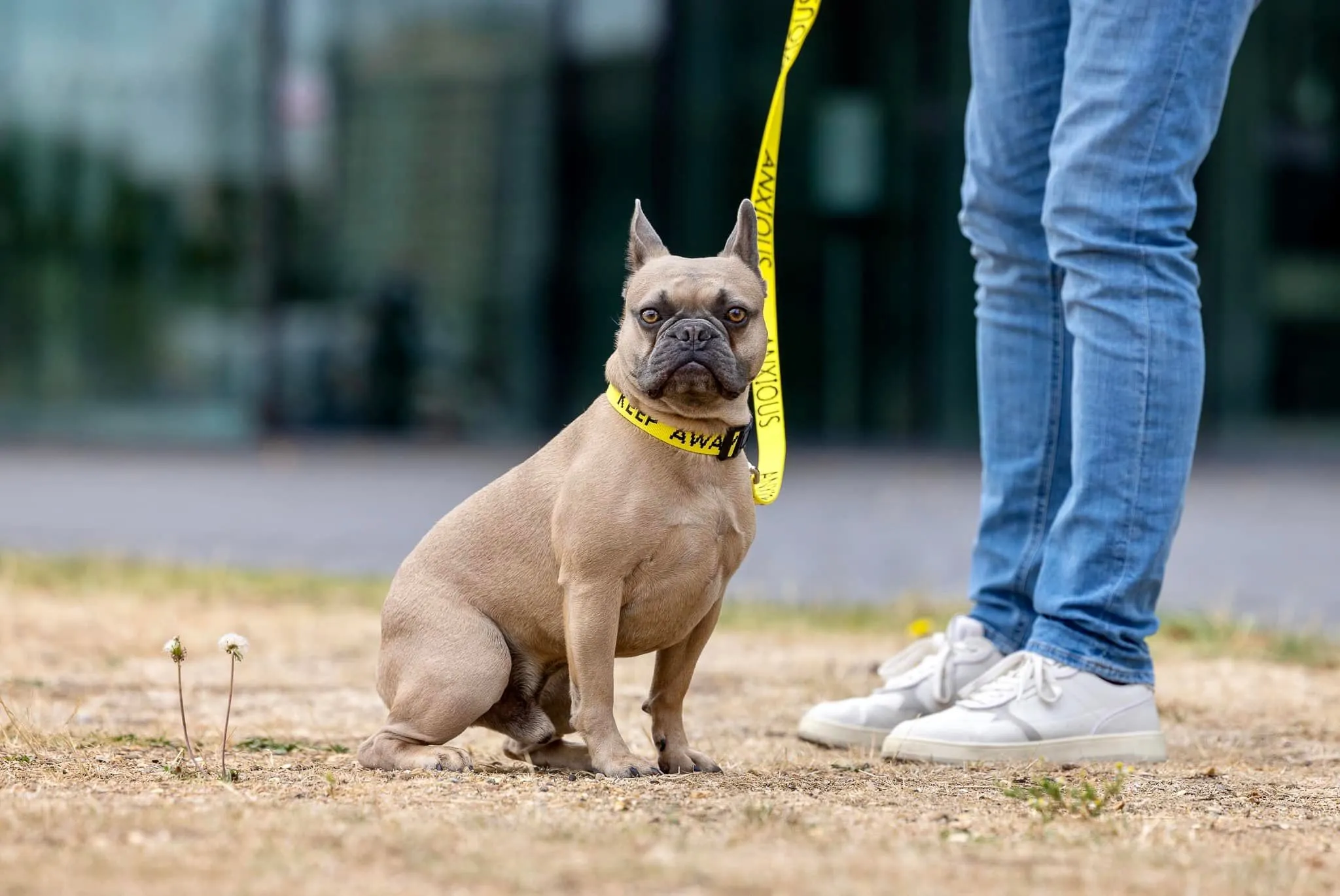 My Anxious Dog Yellow Space Awareness Dog Collar "KEEP AWAY"