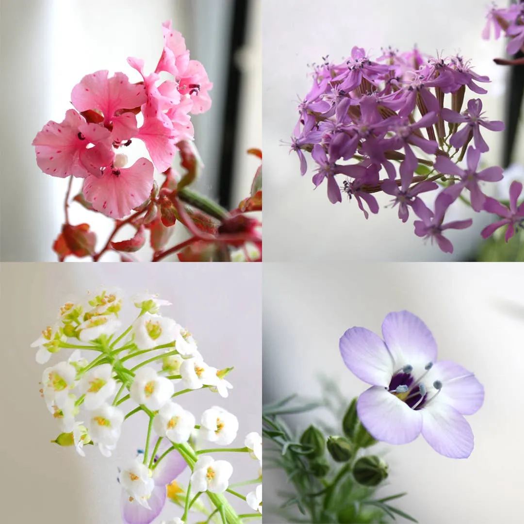 Plantable Seed Paper Greeting Card - ...daaamndelion
